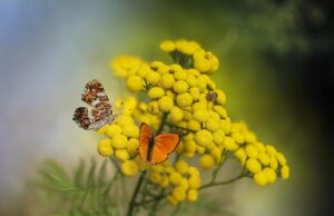 butterflies, flowers, insects